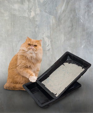 Kitty Lounge® Disposable Litter Trays